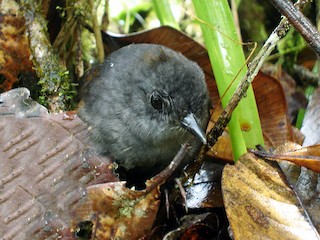  - Stiles's Tapaculo