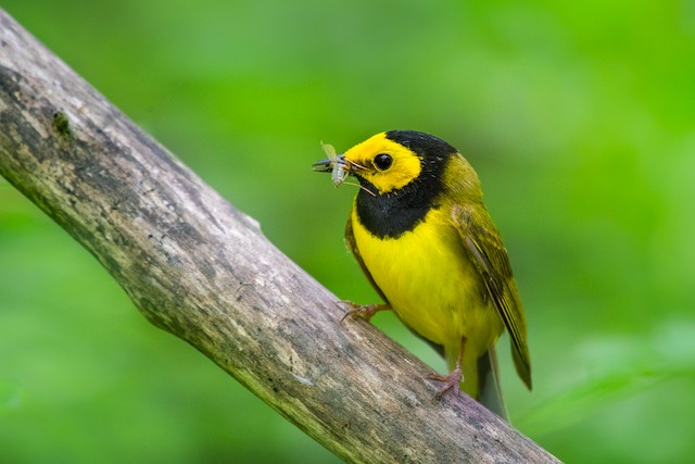 Hooded Warbler