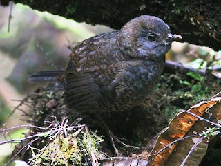  - Spillmann's Tapaculo