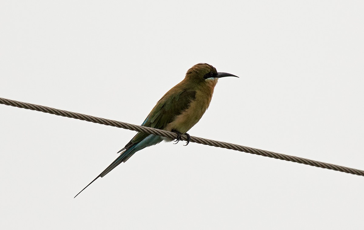 Blue-tailed Bee-eater - Roozbeh Gazdar