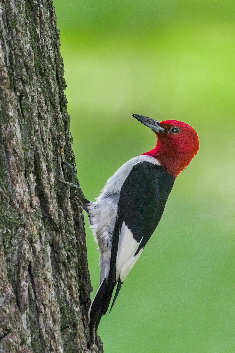 Red-headed Woodpecker - Adam Jackson