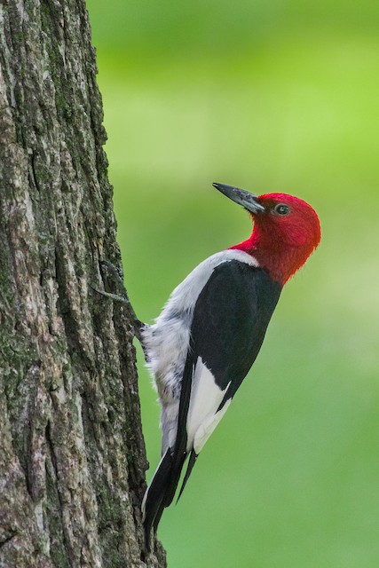 Red-headed Woodpecker