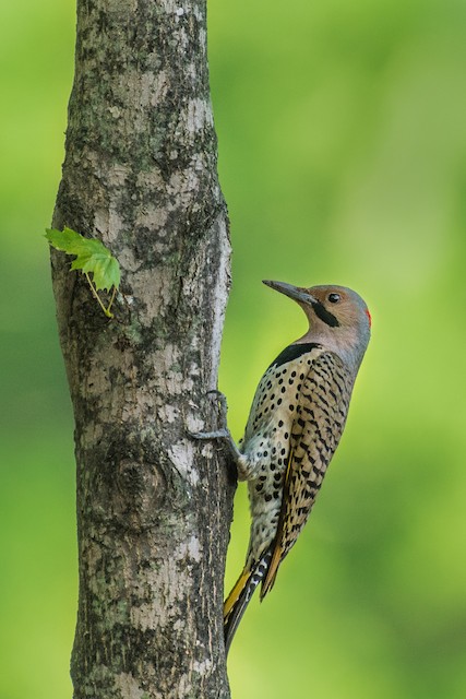 Northern Flicker