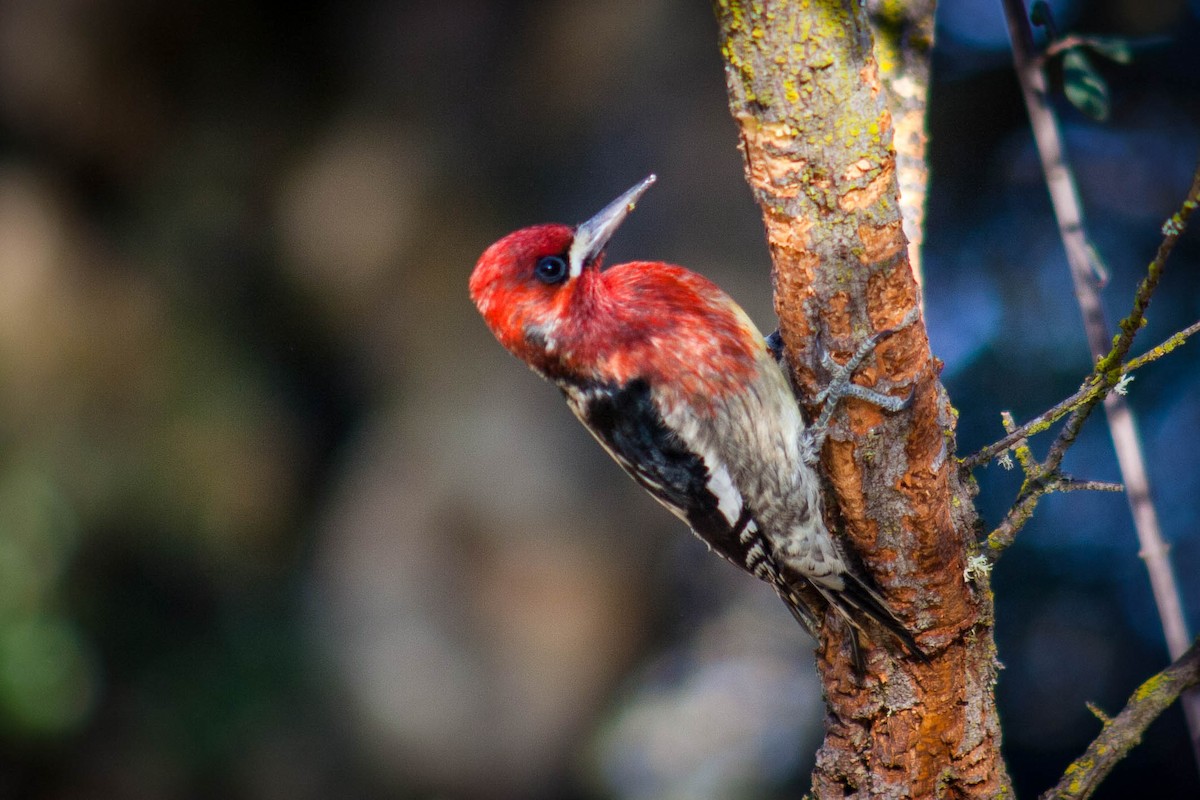 Red-breasted Sapsucker - ML69520721