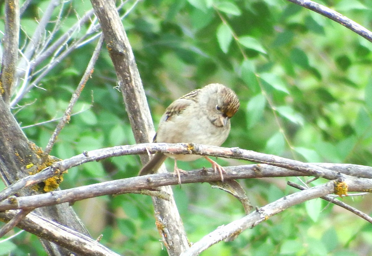 Golden-crowned Sparrow - Jordan Ragsdale