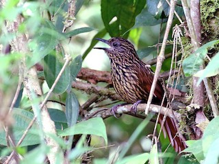 Flammulated Treehunter - eBird
