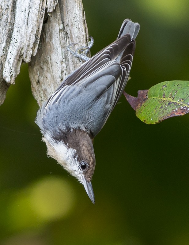 Brown-headed Nuthatch - Martin Wall