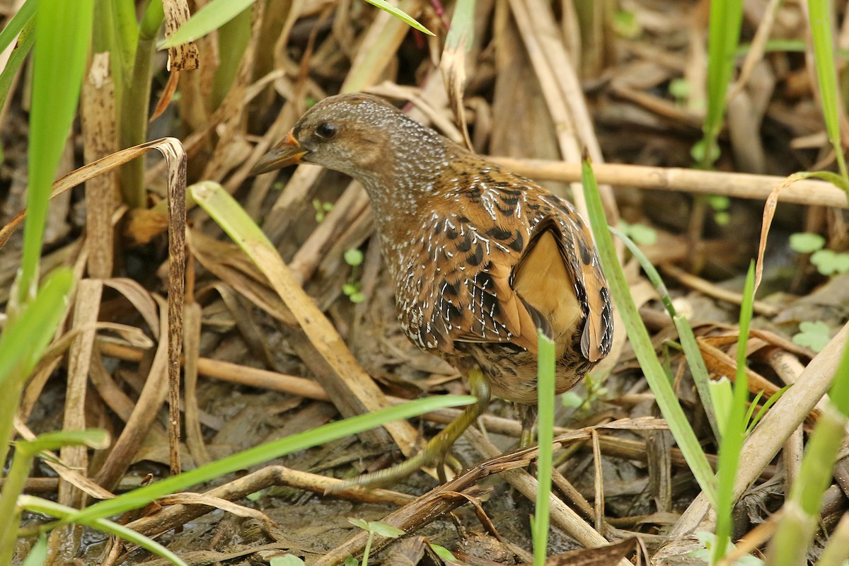 Spotted Crake - Dominic Mitchell