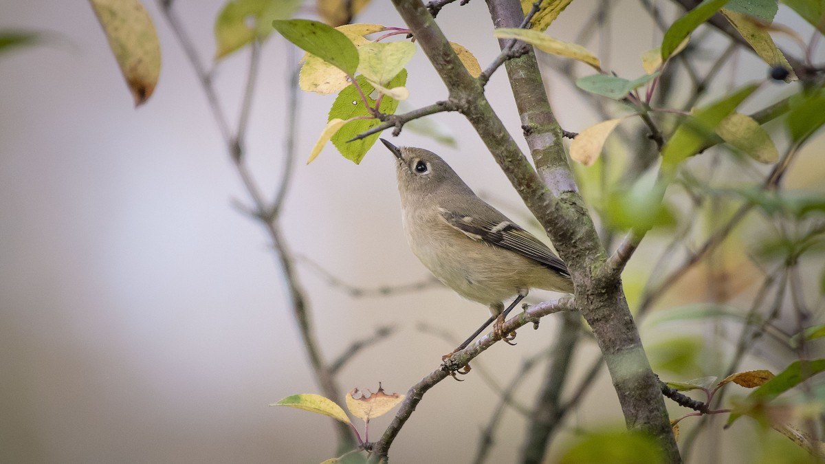 Ruby-crowned Kinglet - Charlie Shields