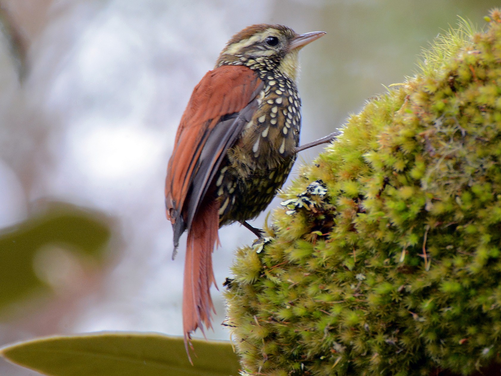 Pearled Treerunner - Richard Garrigus