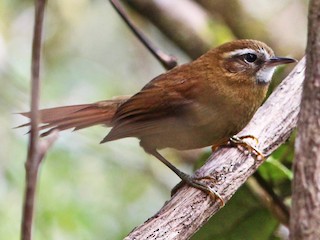  - White-browed Spinetail