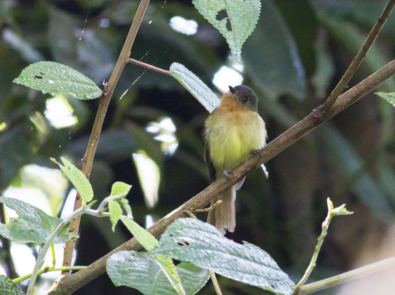 Rufous-breasted Flycatcher - Michael Todd