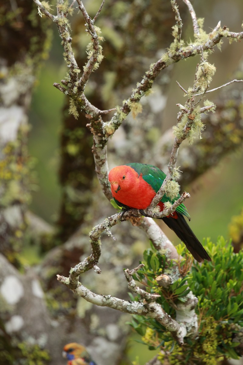 Australian King-Parrot - Jon Pleizier