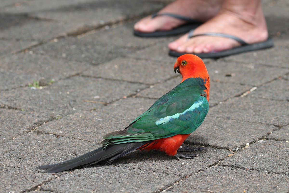 Australian King-Parrot - Jon Pleizier