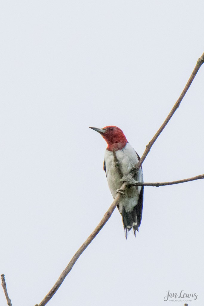 Red-headed Woodpecker - Katie Bolt