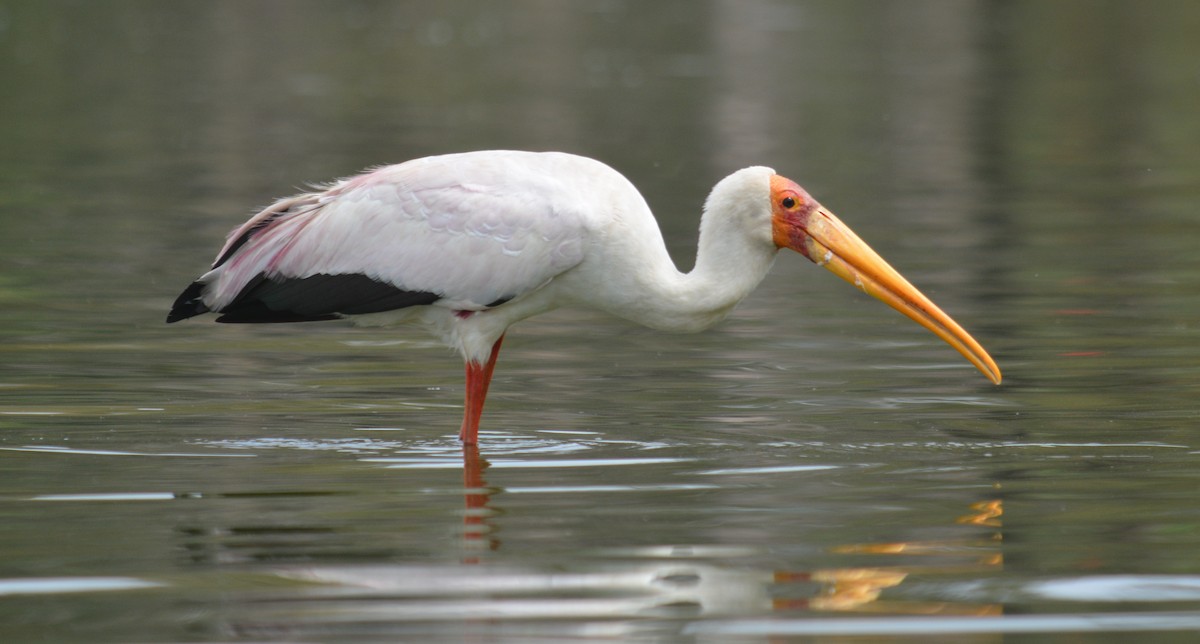 Yellow-billed Stork - Bart Scott