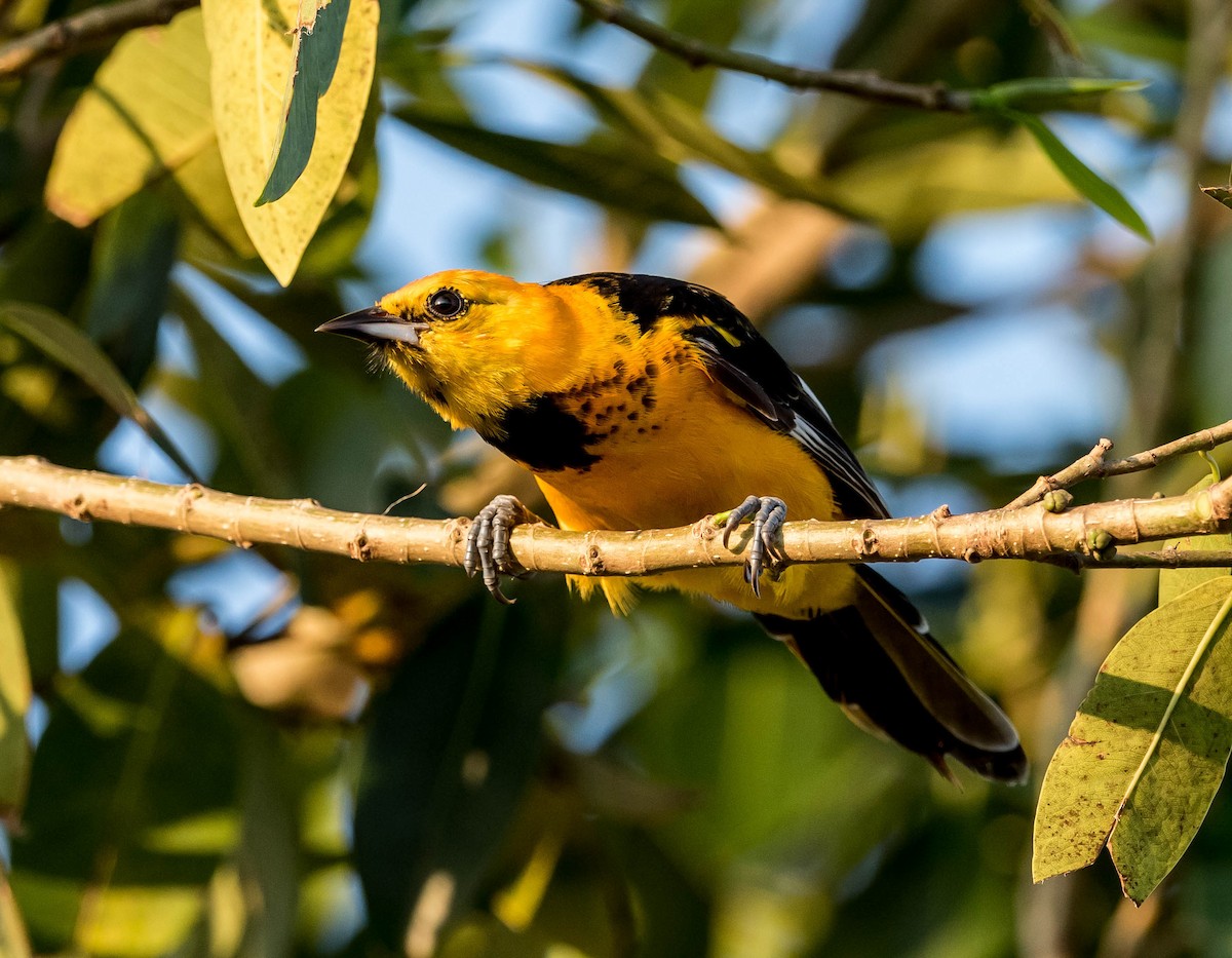 Spot-breasted Oriole - ML69532981