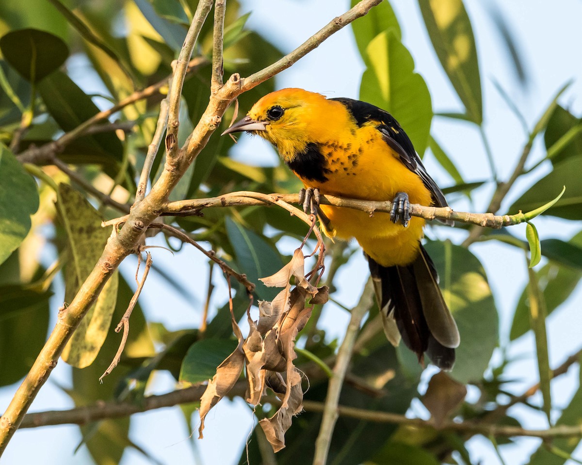 Spot-breasted Oriole - ML69533061