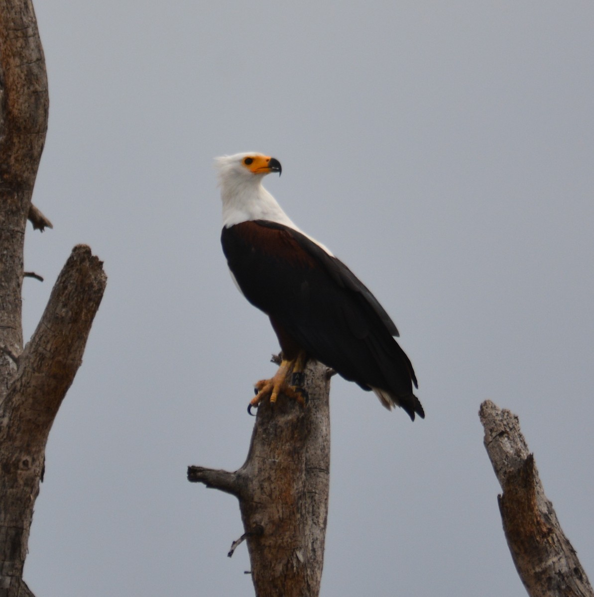 African Fish-Eagle - ML69533091