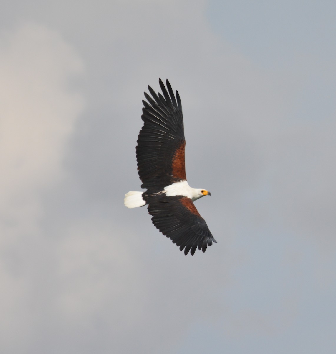 African Fish-Eagle - ML69533121
