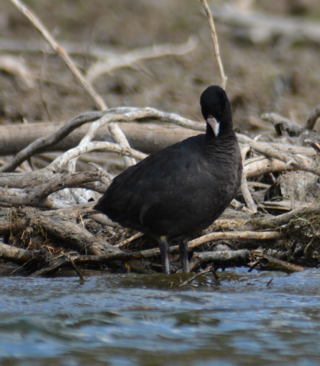 Red-knobbed Coot - ML69533181