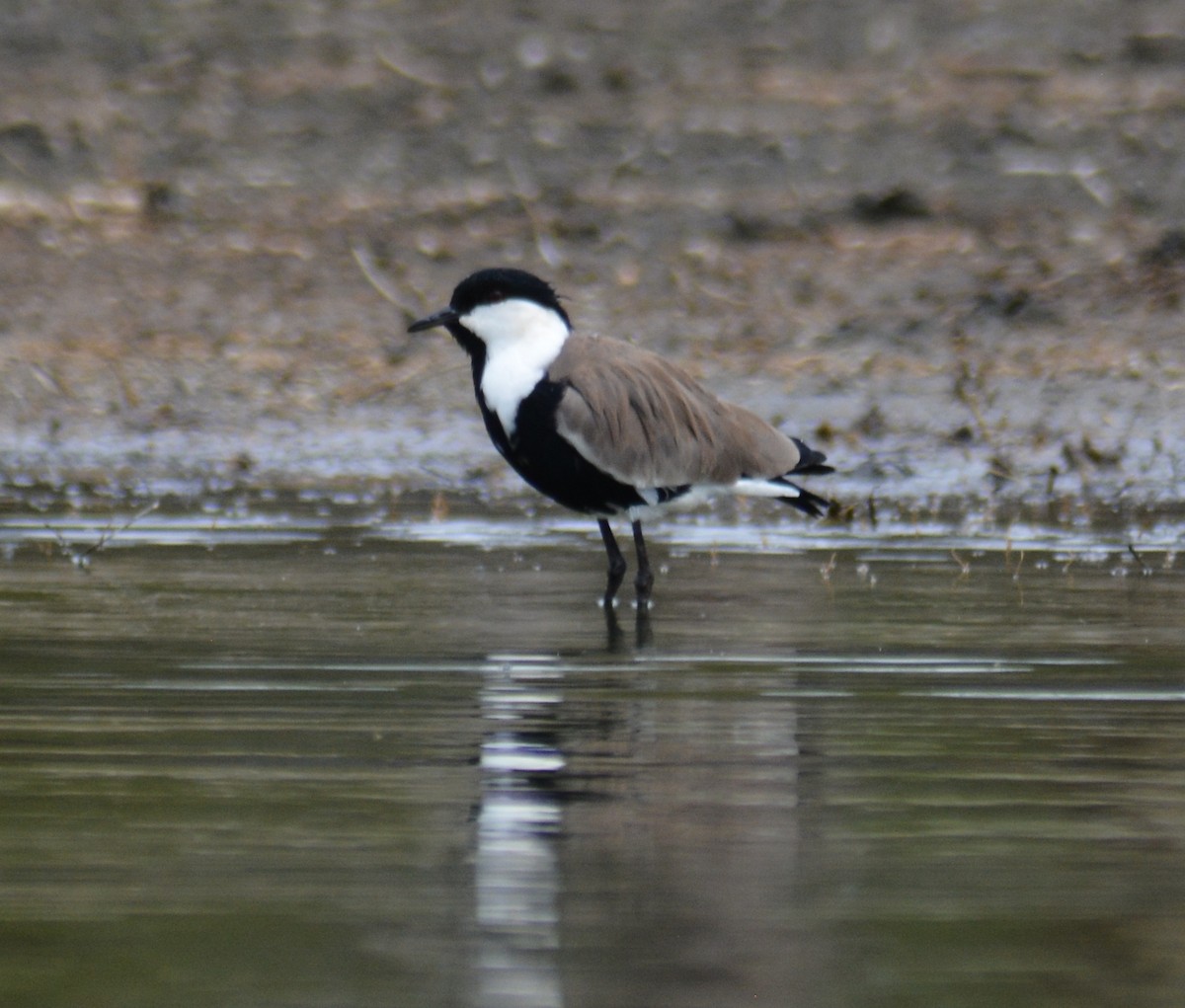 Spur-winged Lapwing - ML69533191