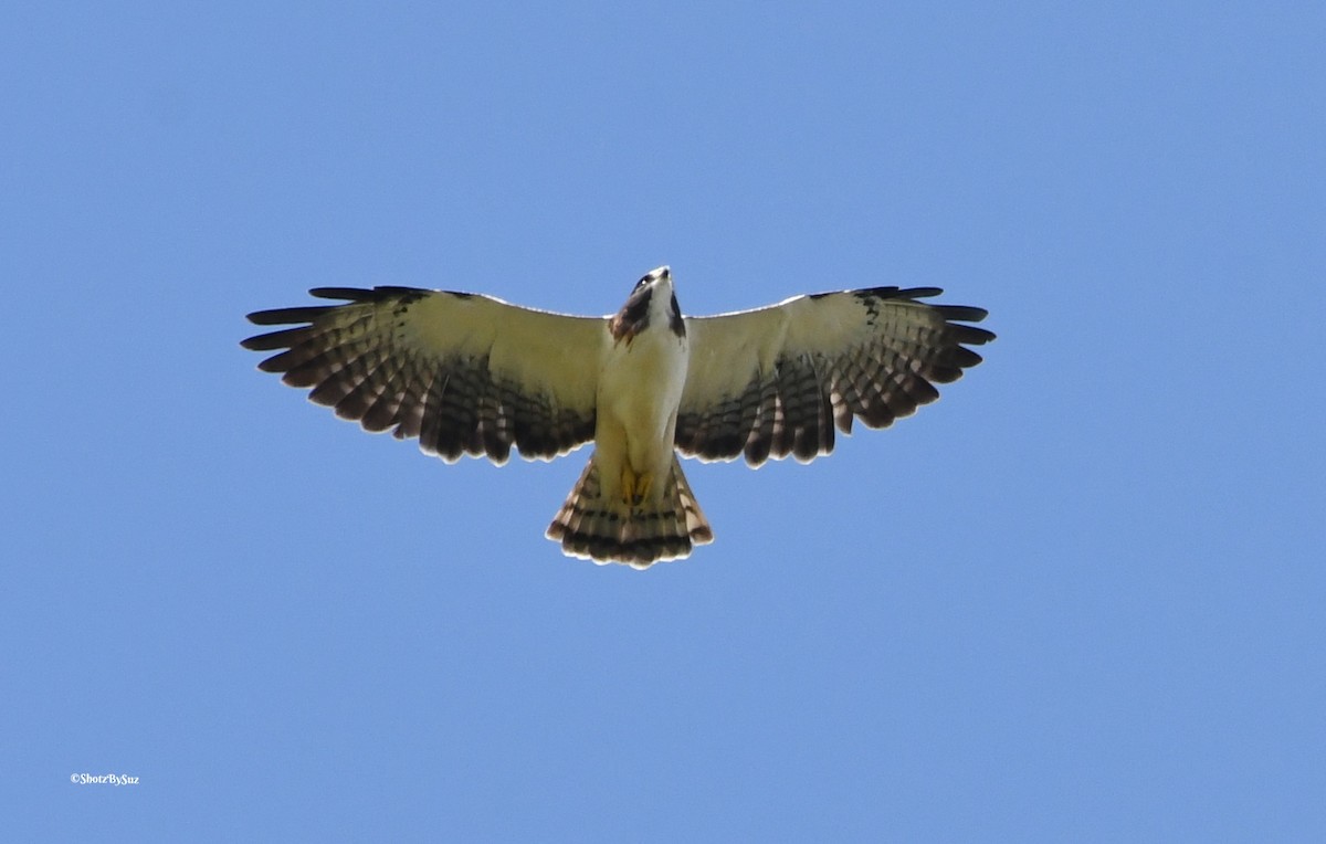 Short-tailed Hawk - ML69533221