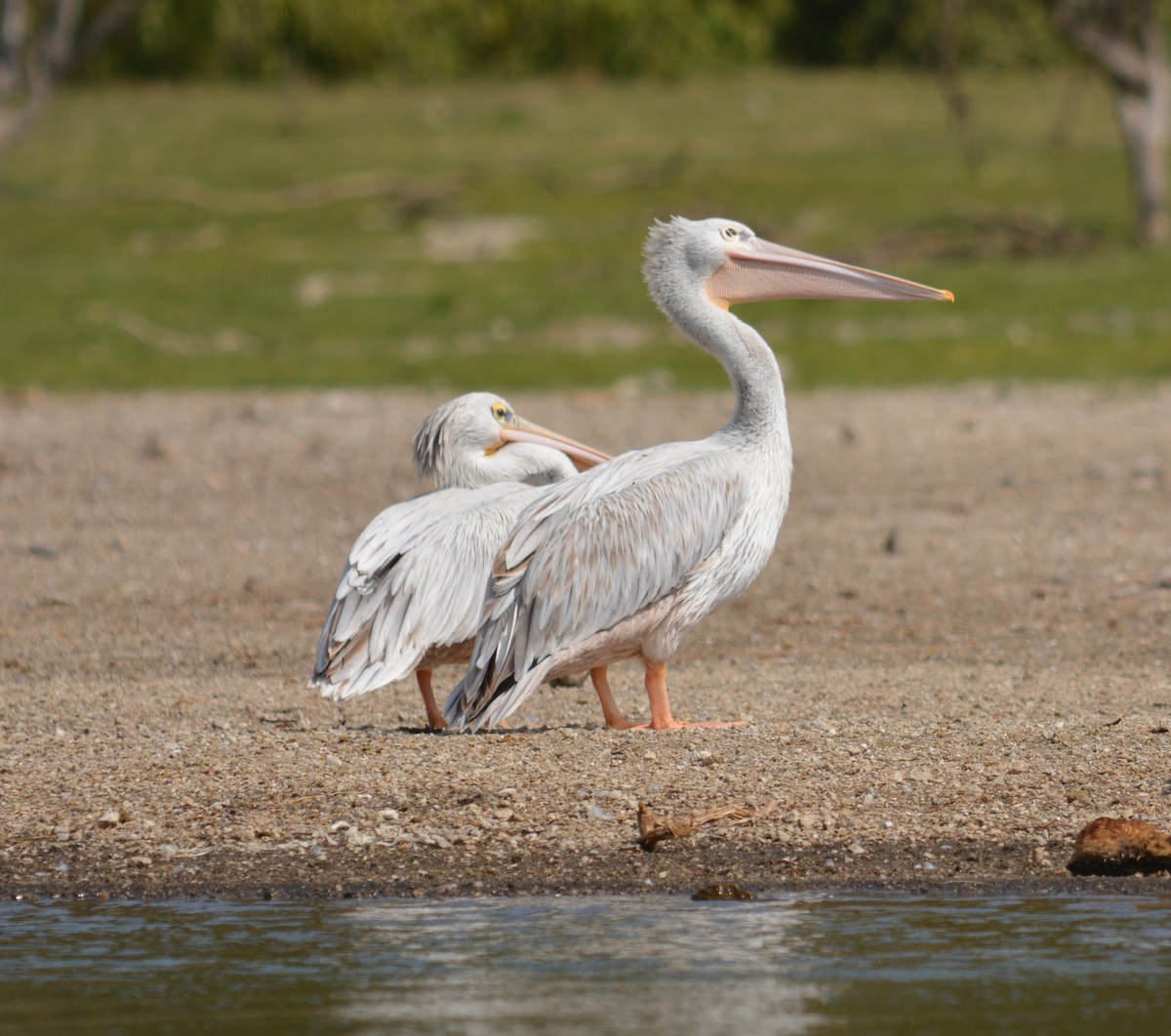 Pink-backed Pelican - ML69533581