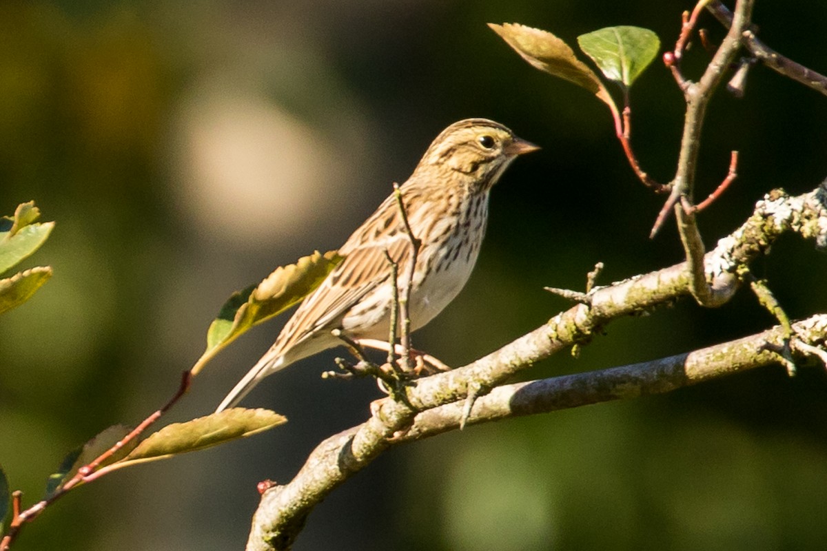 Savannah Sparrow - ML69535921