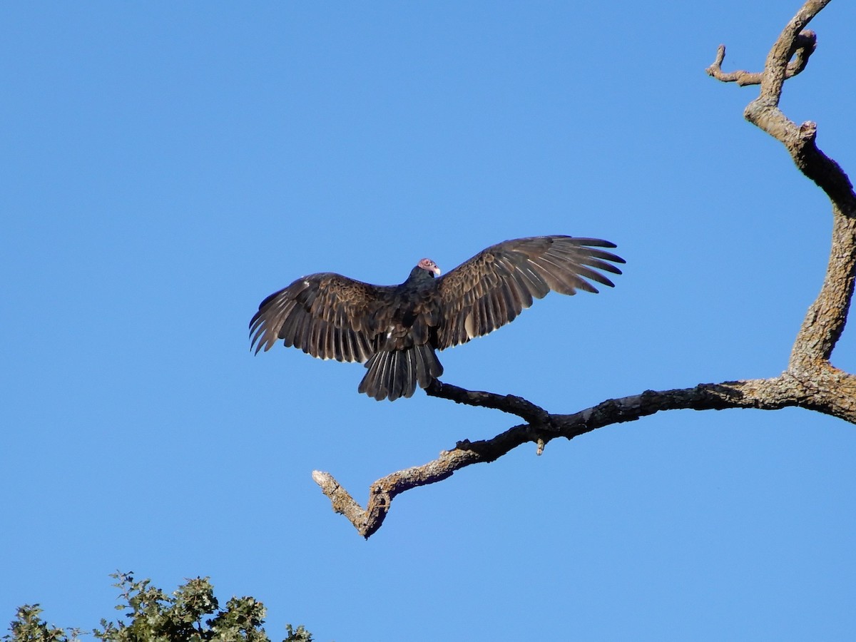 Turkey Vulture - Dan Kopp