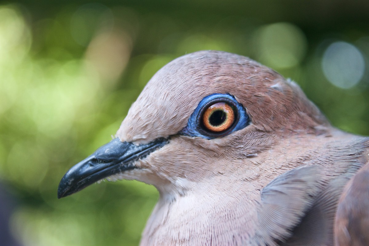 White-tipped Dove (White-tipped) - Will Sweet