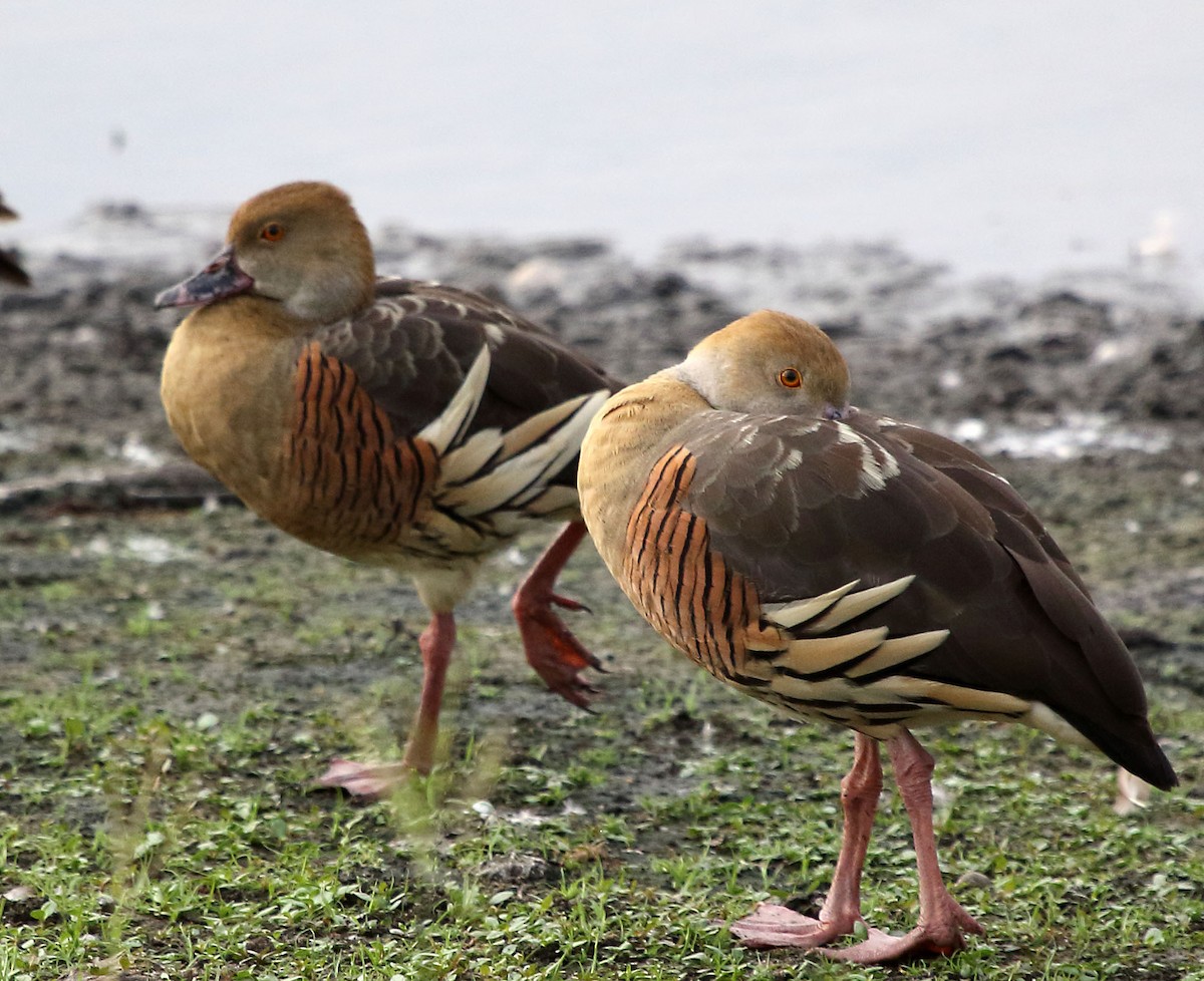 Plumed Whistling-Duck - Myles McNally
