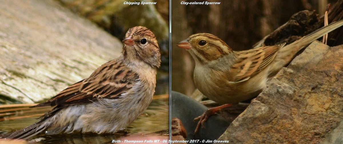 Chipping Sparrow - Jim Greaves