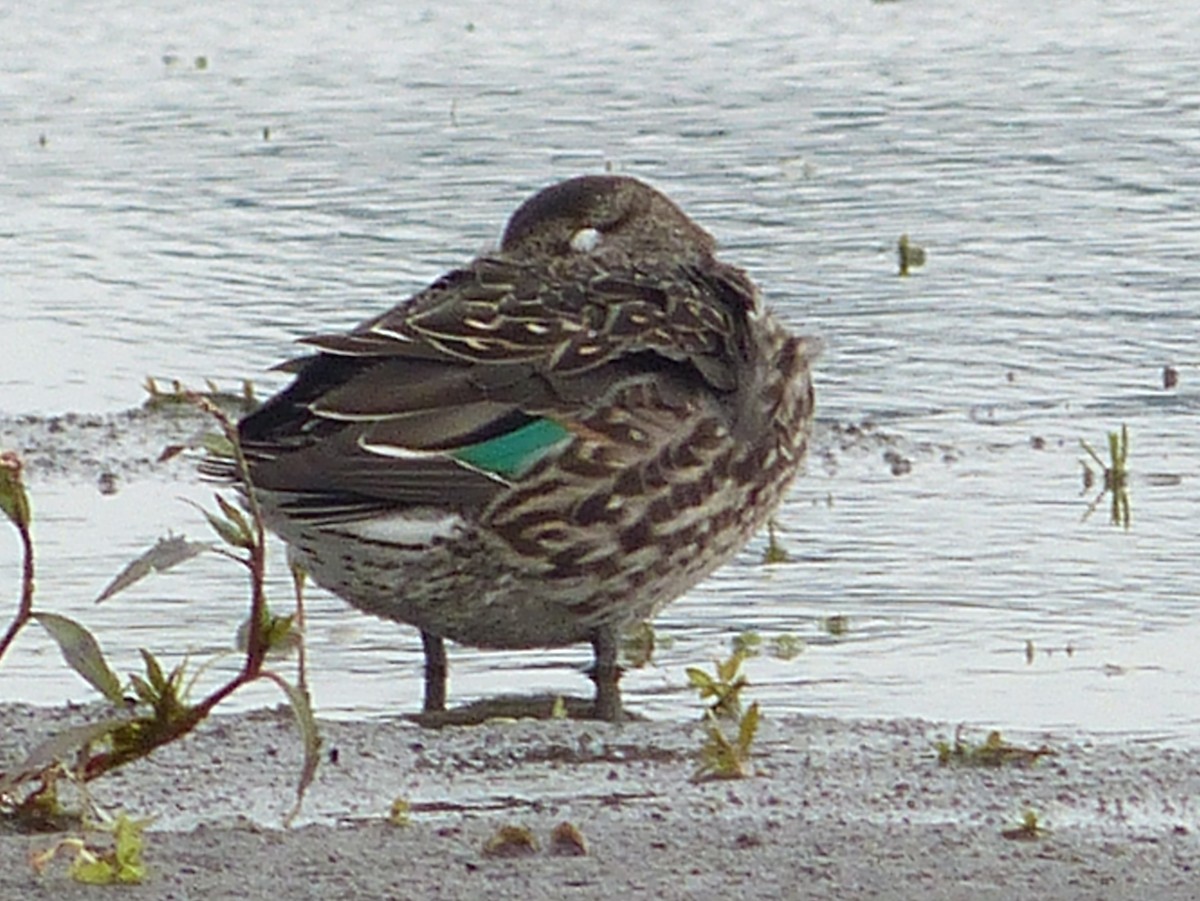 Green-winged Teal - Andy Frank