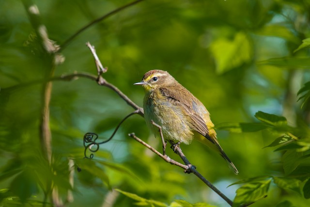 Palm Warbler