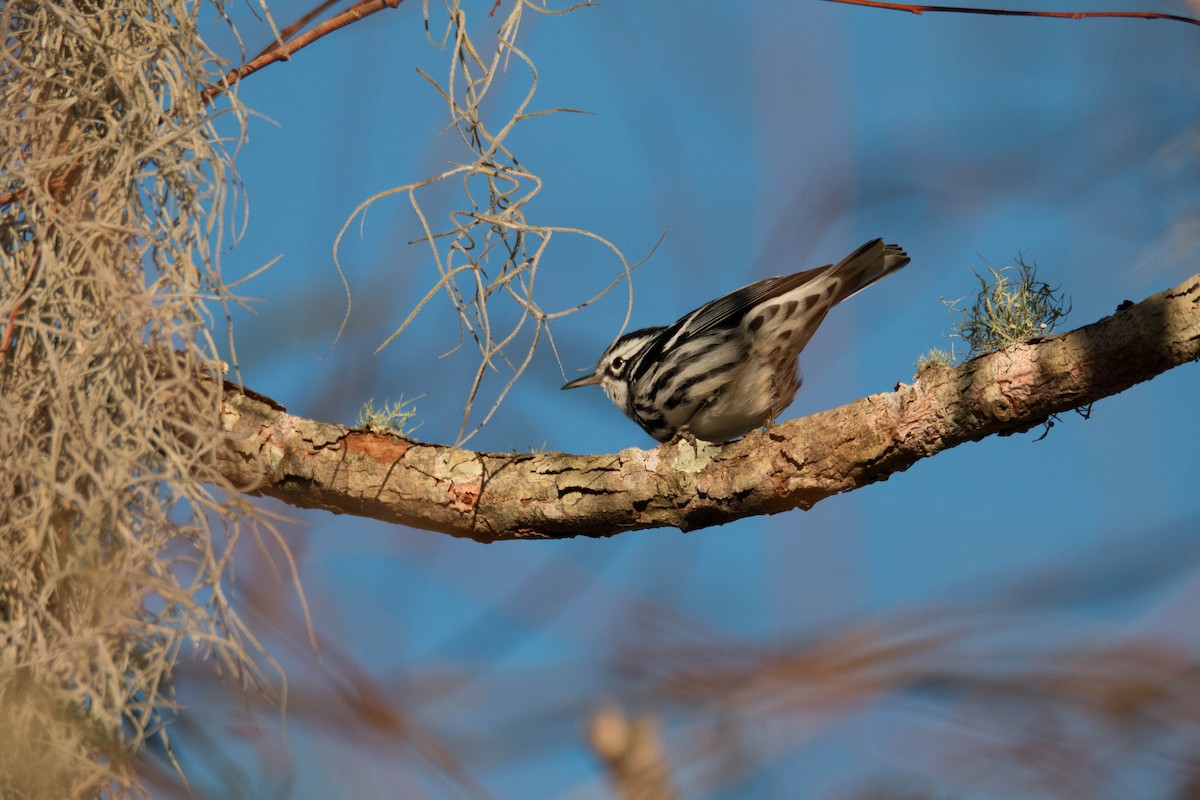 Black-and-white Warbler - ML69542841