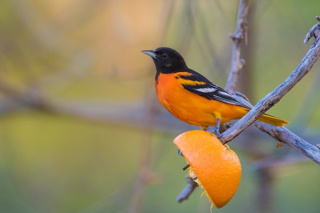 Baltimore Oriole