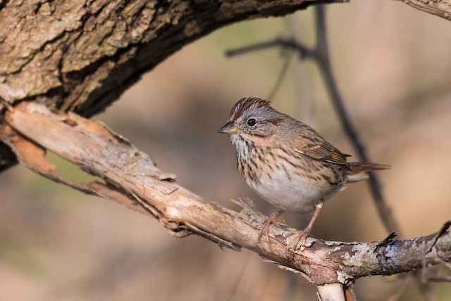 Lincoln's Sparrow