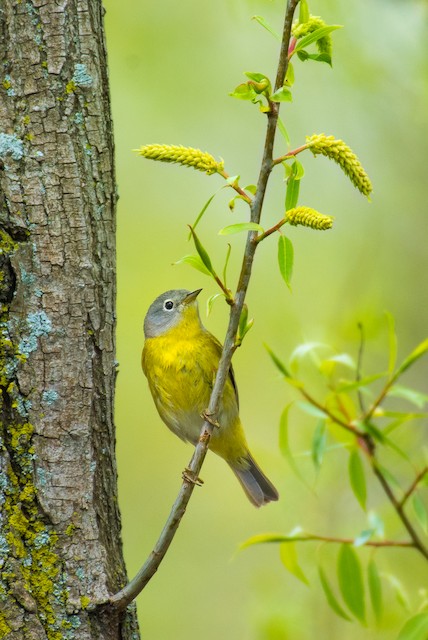 Nashville Warbler