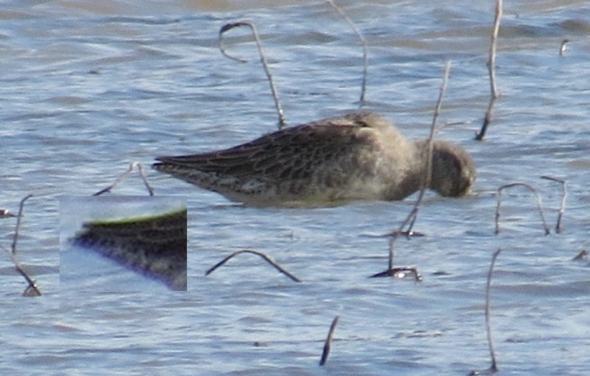 Long-billed Dowitcher - ML69547521