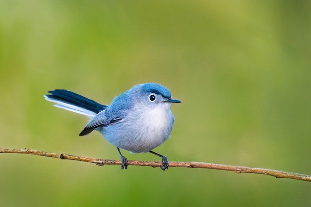 Blue-gray Gnatcatcher