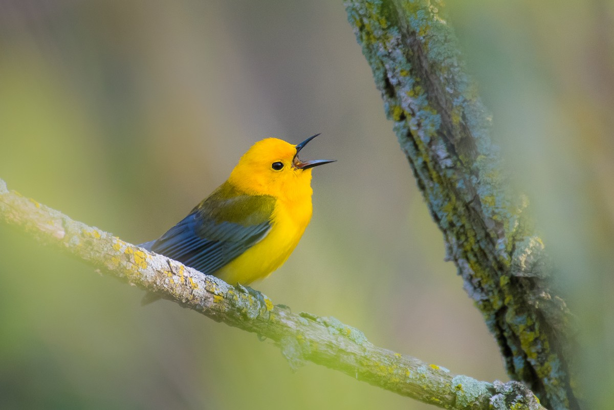 Prothonotary Warbler - ML69548211