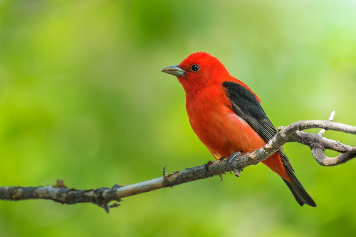 Scarlet Tanager - ML69548231