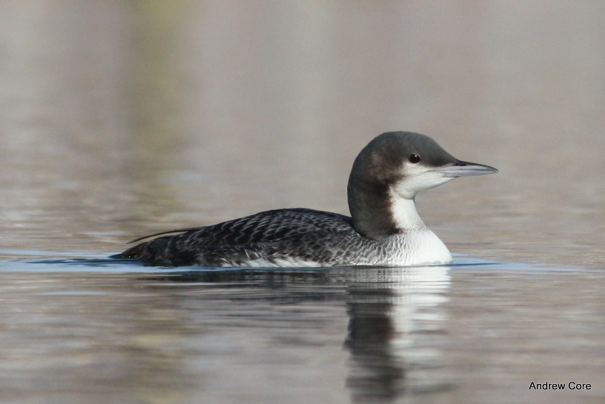 Pacific Loon - Andrew Core