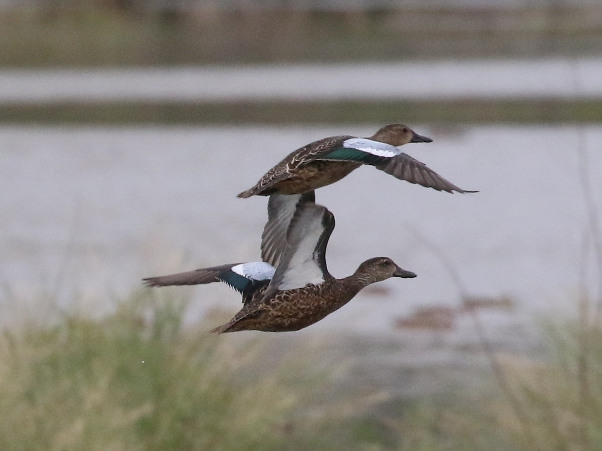 Blue-winged Teal - ML69548551