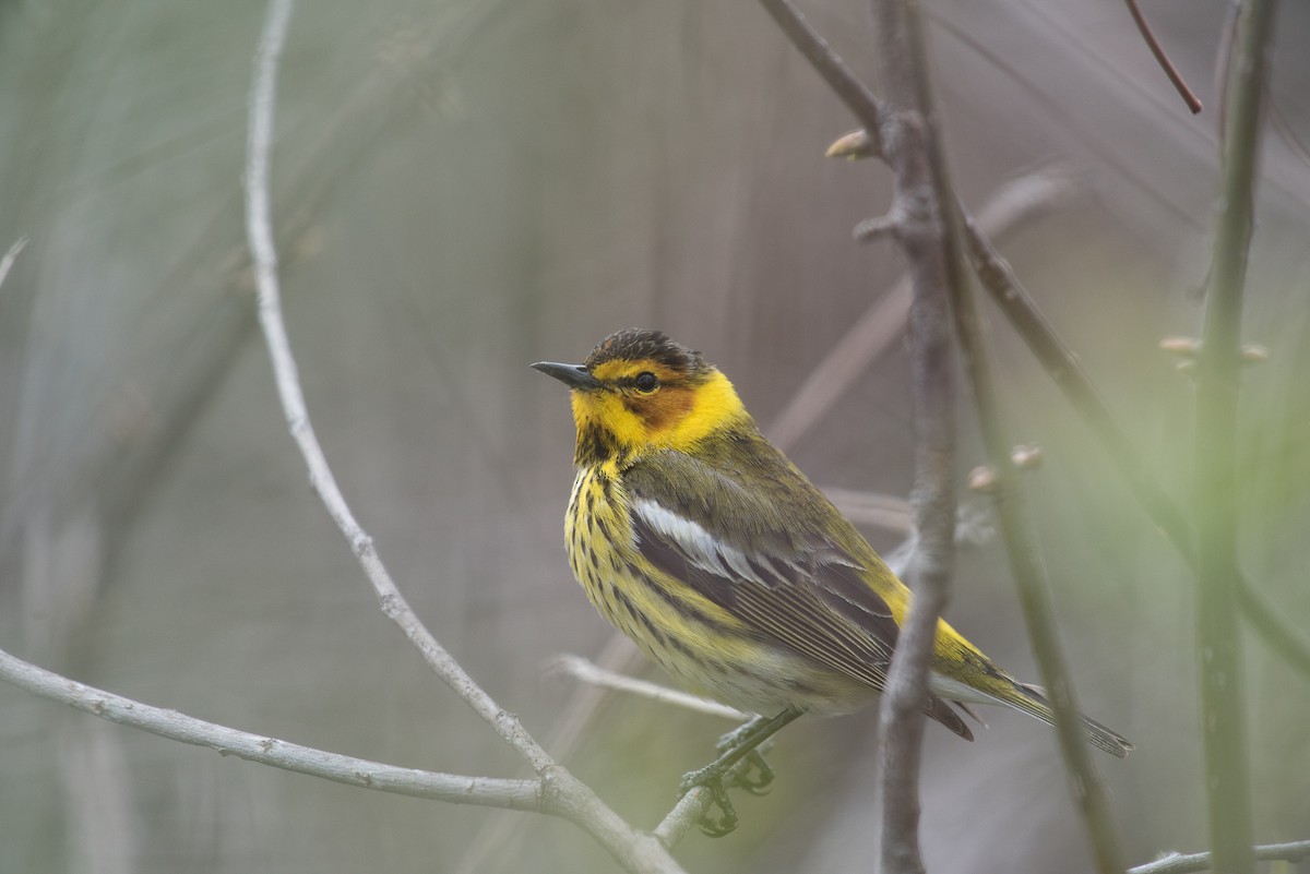Cape May Warbler - ML69548611