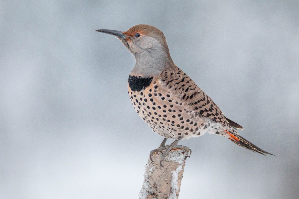 Northern Flicker (Red-shafted) - ML69549091