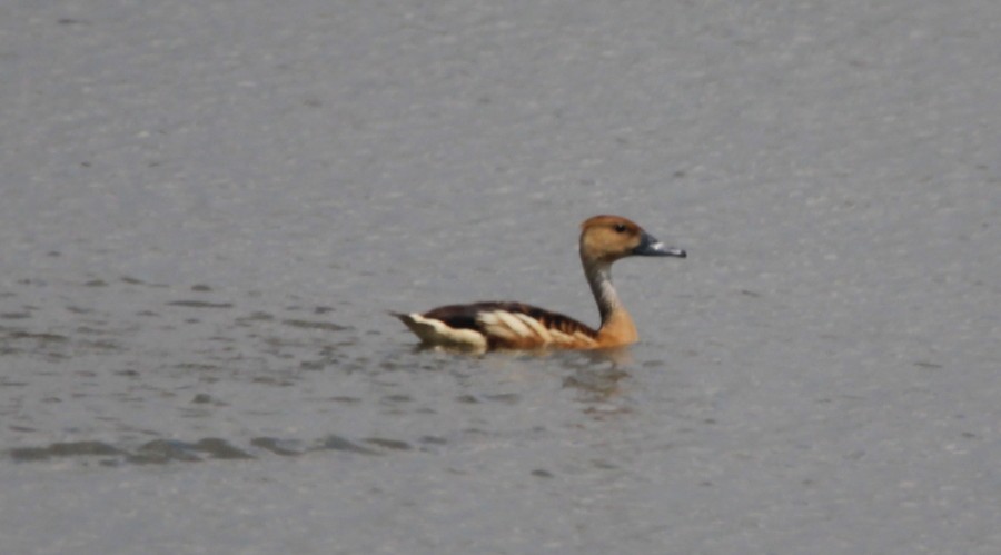 Fulvous Whistling-Duck - ML69549231