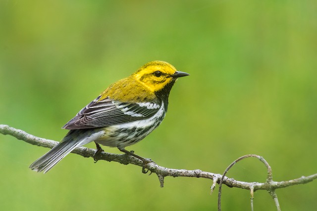 Black-throated Green Warbler