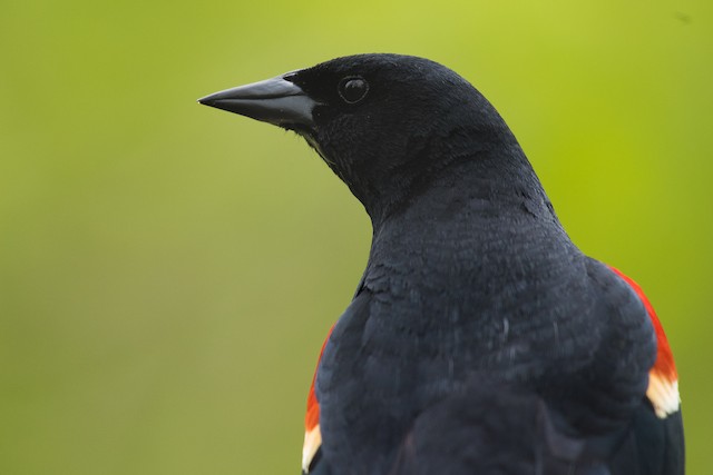 Red-winged Blackbird